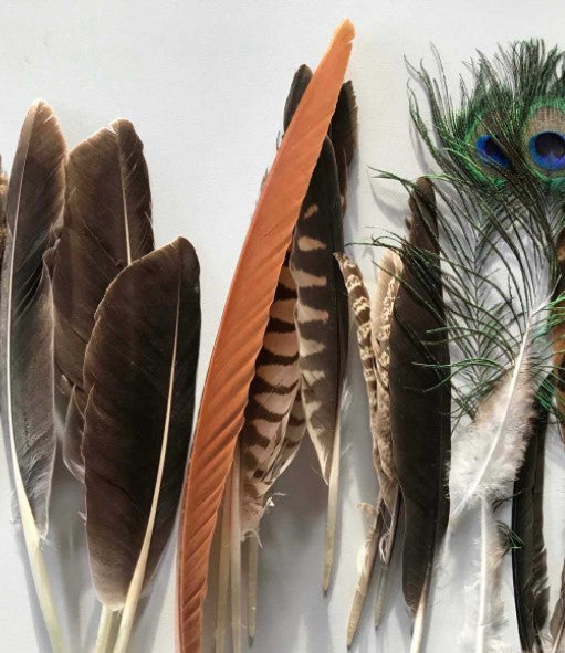Wildvogelfedern